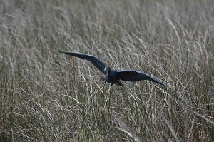 Heron, Little Blue, 2015-01098500 Merritt Island NWR, FL